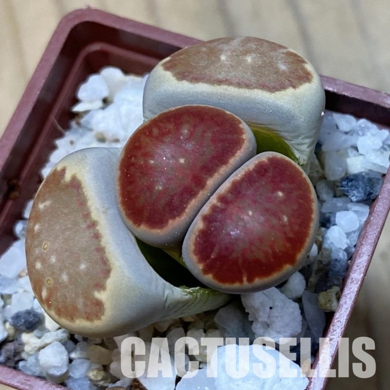 SH34603 Lithops julii ‘Kikushogiyoku’