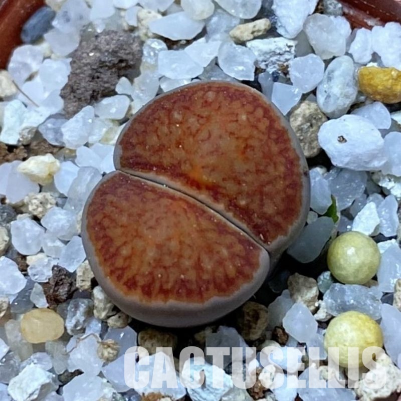 SH34604 Lithops julii ‘Kikushogiyoku’