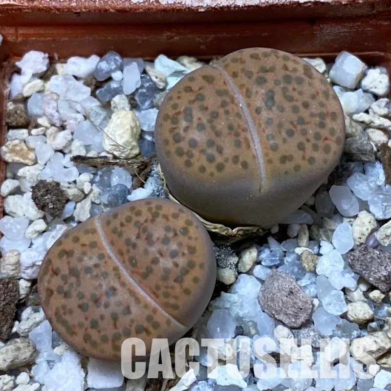SH34605 Lithops fulviceps C 266