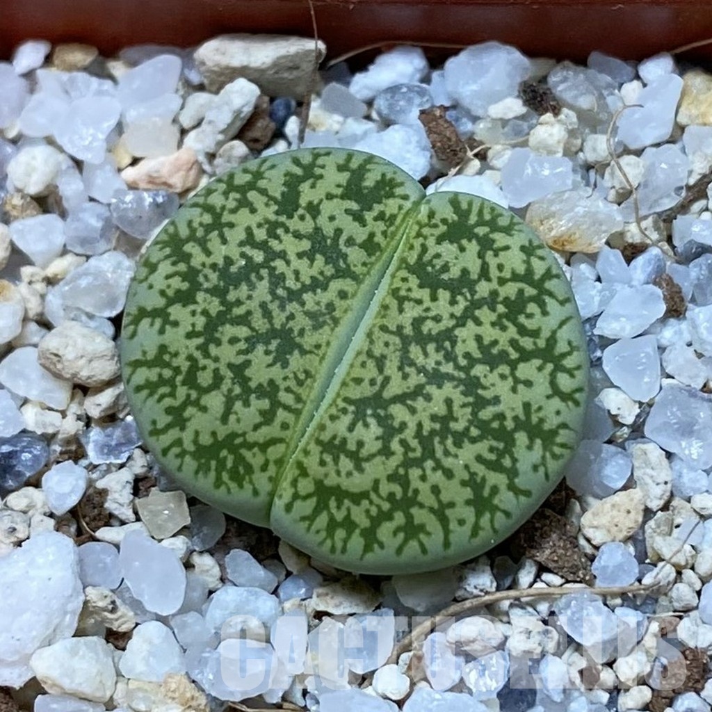 SH34607 Lithops lesliei ‘Greenhorn’
