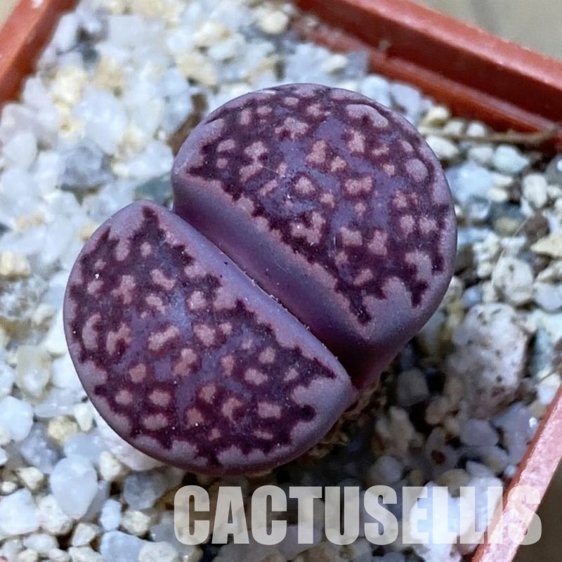 SH34608 Lithops salicola 'Sato's Violet' hybrid