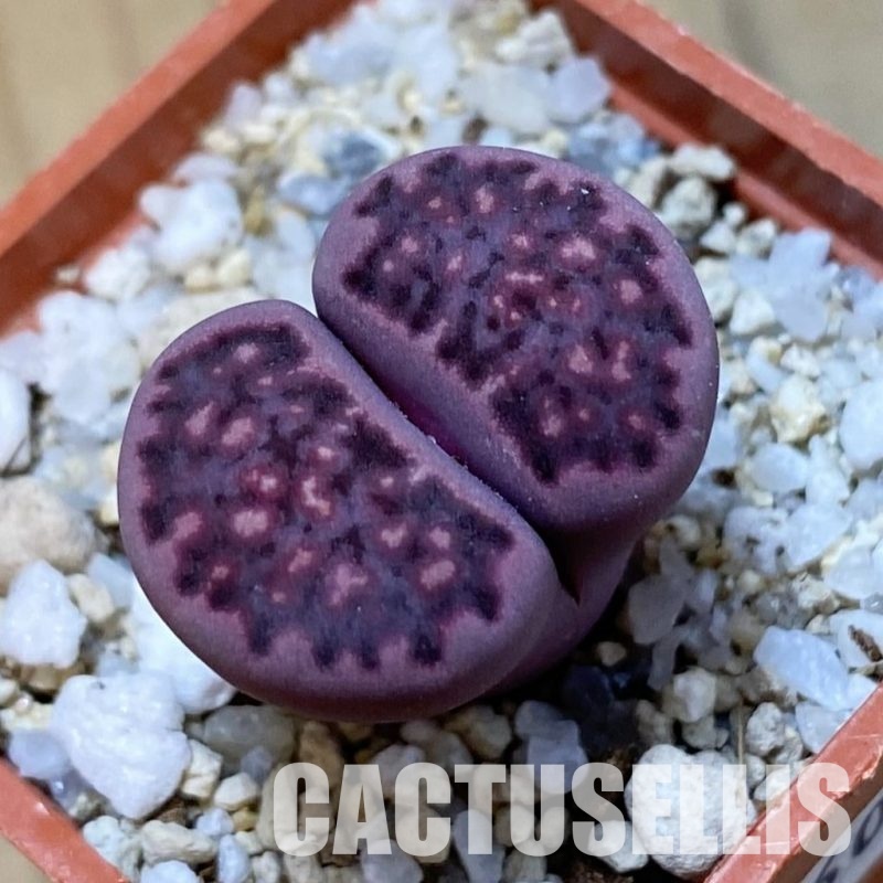 SH34609 Lithops salicola 'Sato's Violet' hybrid