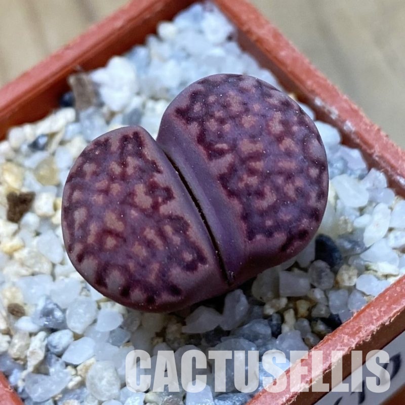 SH34610 Lithops salicola 'Sato's Violet' hybrid