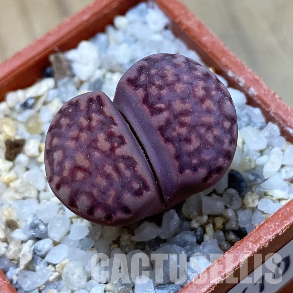 SH34610 Lithops salicola 'Sato's Violet' hybrid