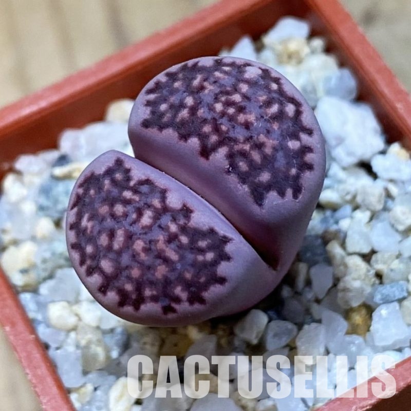 SH34611 Lithops salicola 'Sato's Violet' hybrid