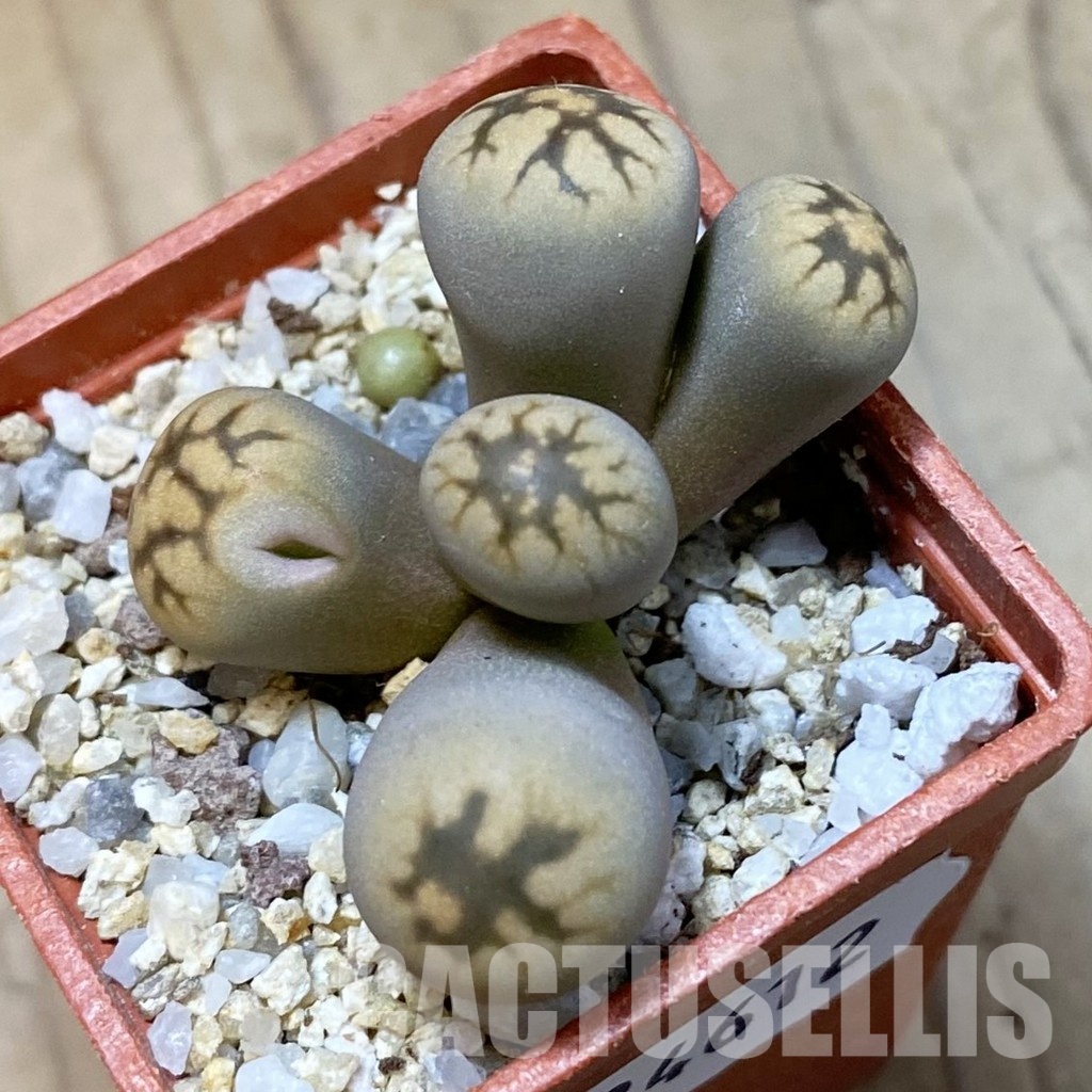 SH34612 Lithops bella f. monstrosa - Image 2