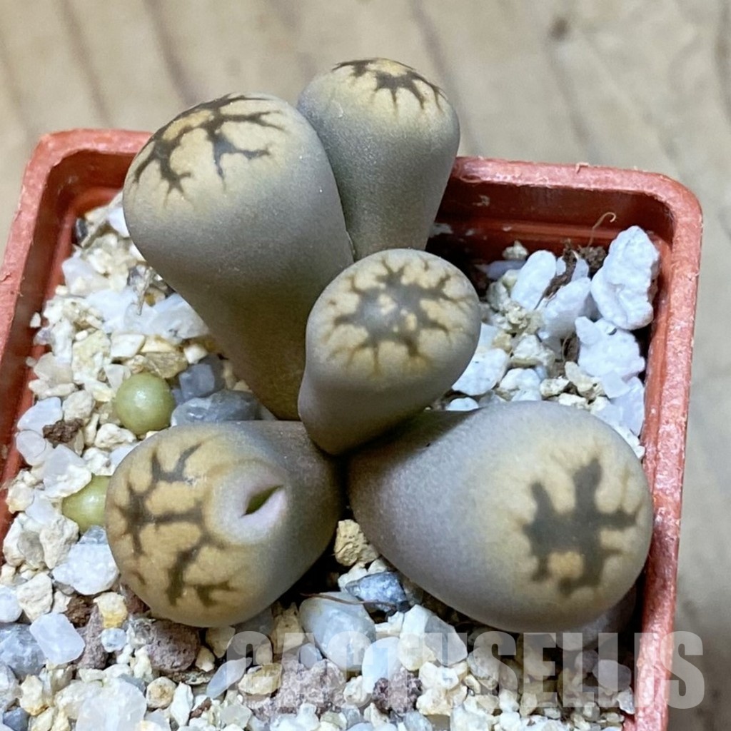 SH34612 Lithops bella f. monstrosa
