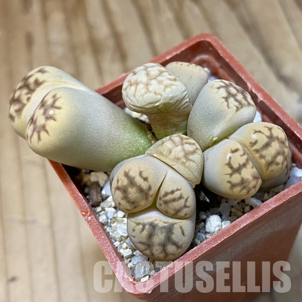 SH34613 Lithops bella f. monstrosa - Image 2
