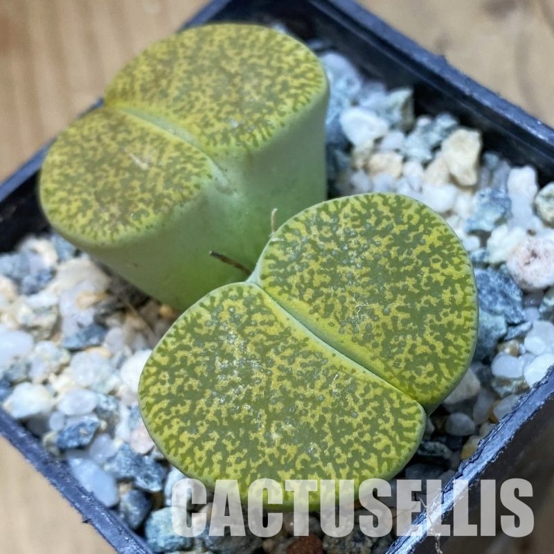SH34560 Lithops lesliei v. albinica