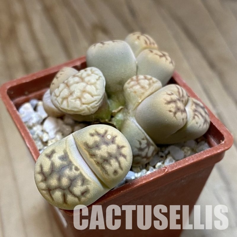 SH34613 Lithops bella f. monstrosa