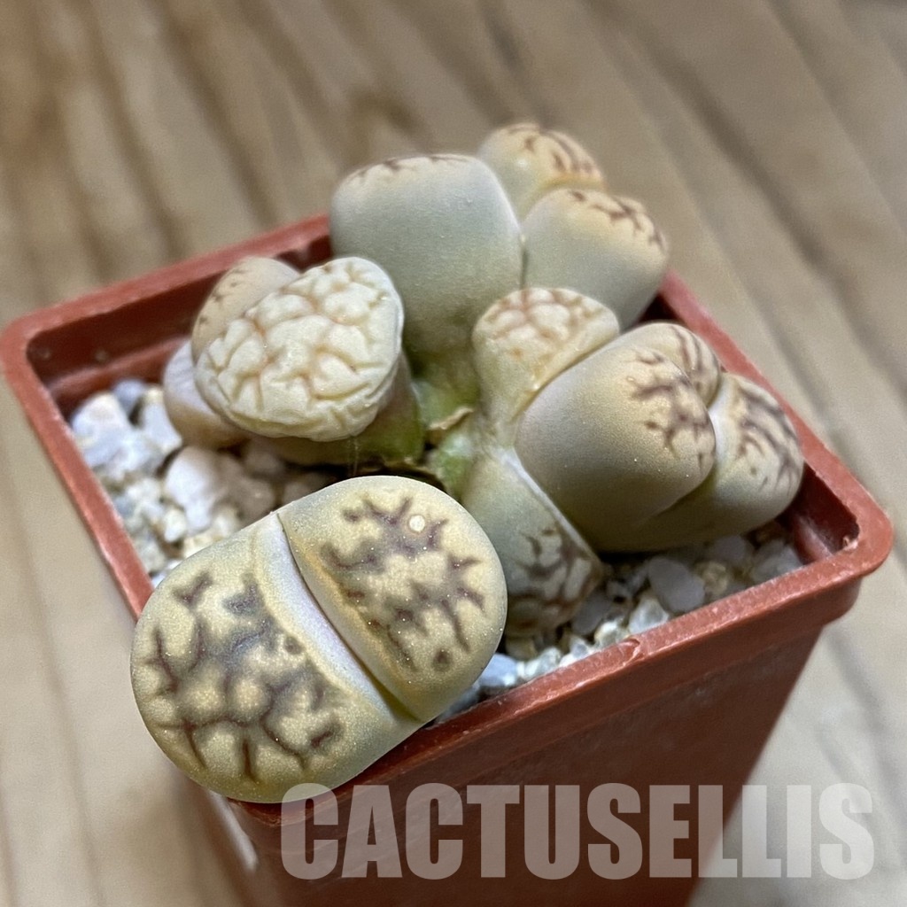 SH34613 Lithops bella f. monstrosa