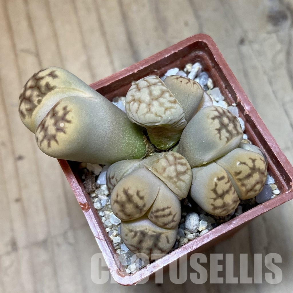 SH34613 Lithops bella f. monstrosa - Image 3