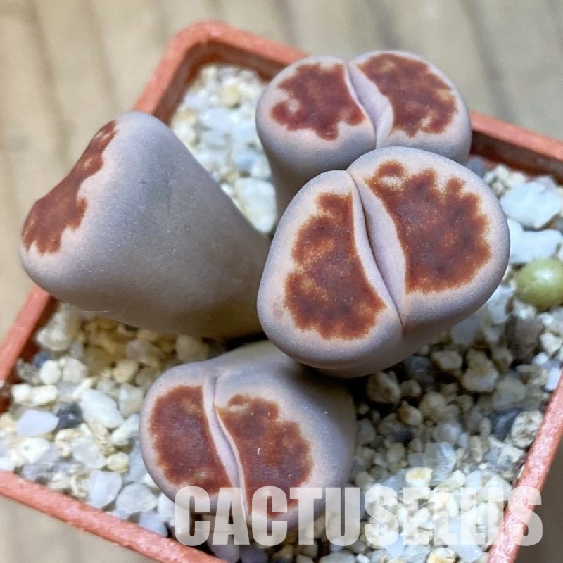 SH34614 Lithops karasmontana v. lateritia f. monstrosa
