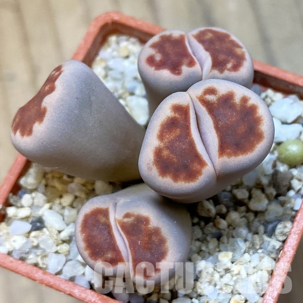 SH34614 Lithops karasmontana v. lateritia f. monstrosa