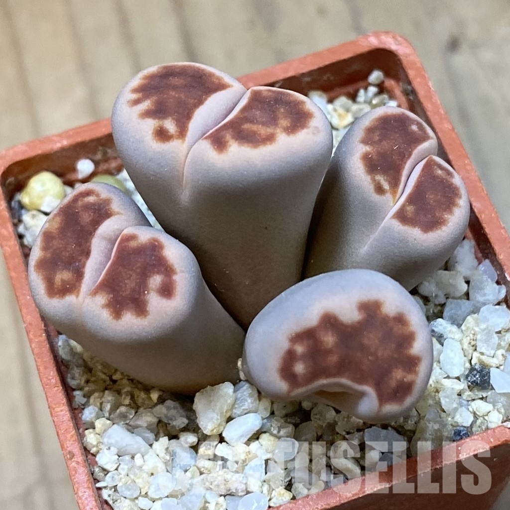 SH34614 Lithops karasmontana v. lateritia f. monstrosa - Image 2