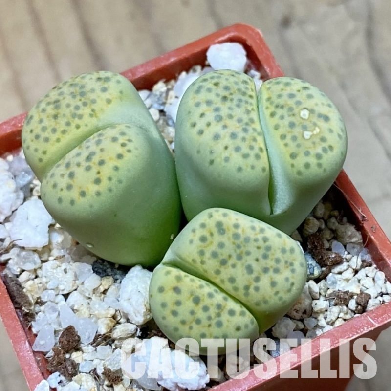 SH34615 Lithops fulviceps v. aurea
