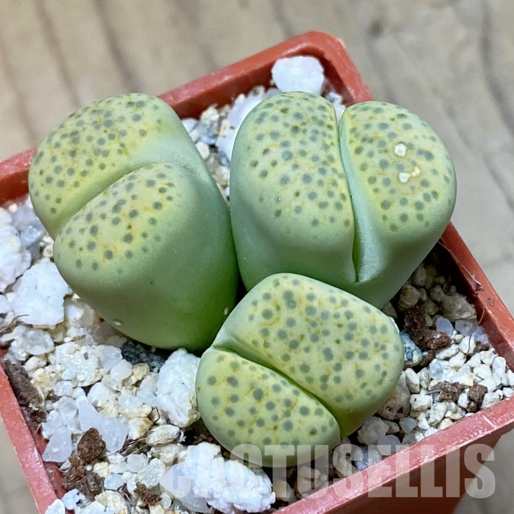 SH34615 Lithops fulviceps v. aurea