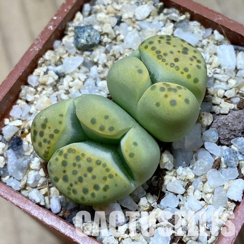 SH34616 Lithops fulviceps v. aurea f. monstrosa