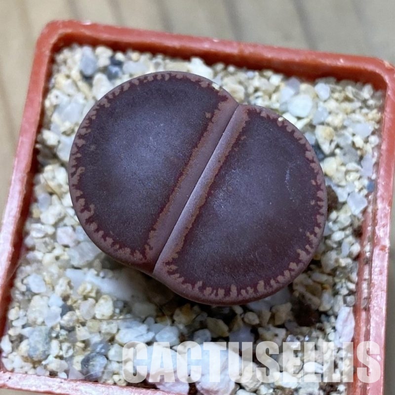 SH34617 Lithops aucampiae 'Ko'