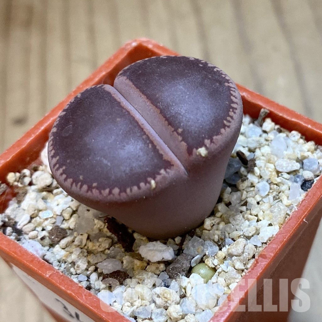 SH34617 Lithops aucampiae 'Ko' - Image 2
