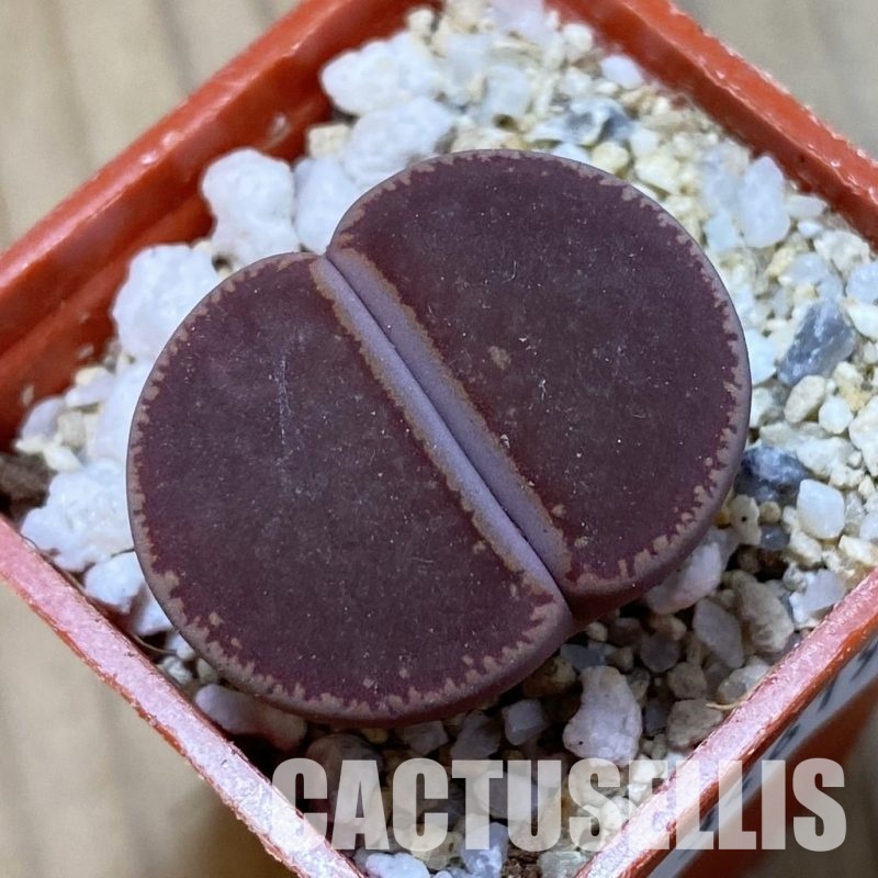 SH34619 Lithops aucampiae 'Ko'
