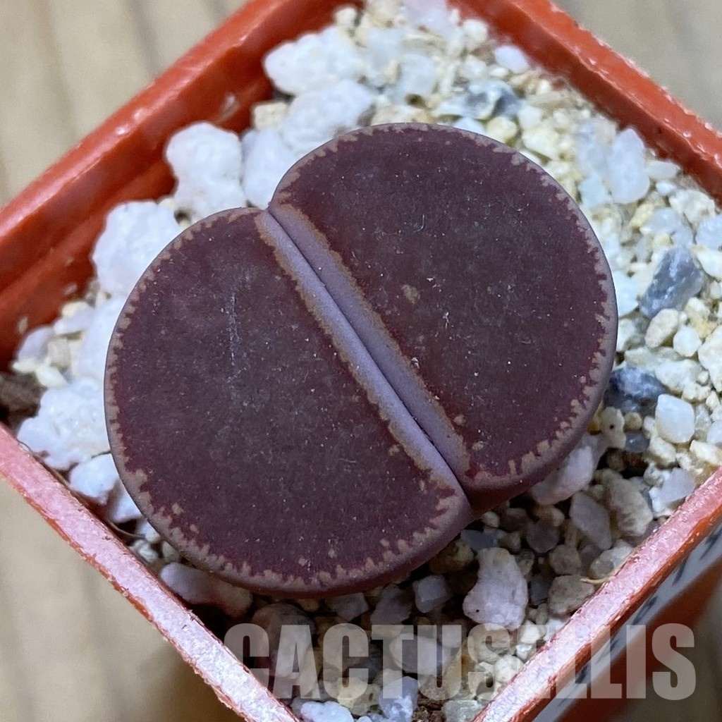 SH34619 Lithops aucampiae 'Ko'
