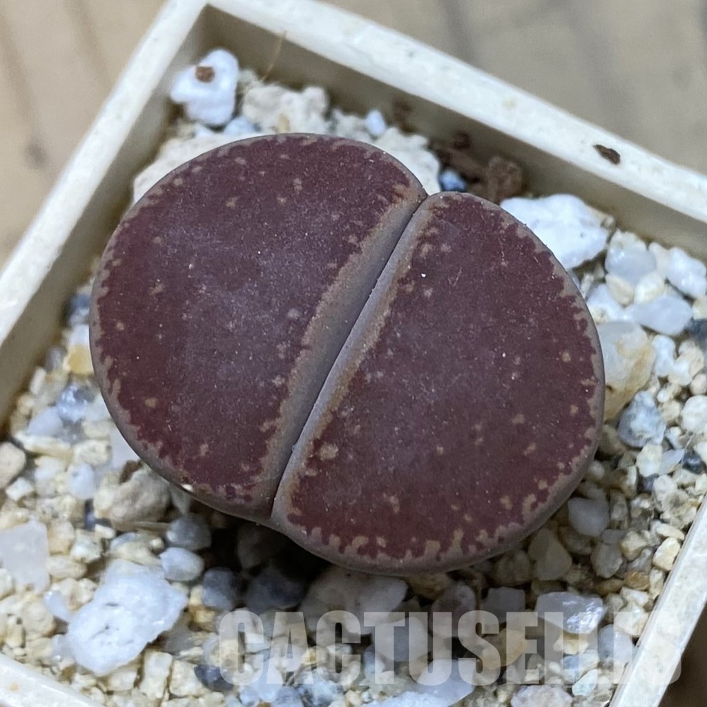 SH34620 Lithops aucampiae 'Ko'