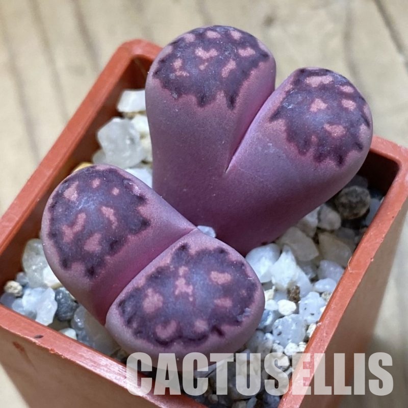 SH34621 Lithops salicola ‘Sato’s Violet’ hybrid