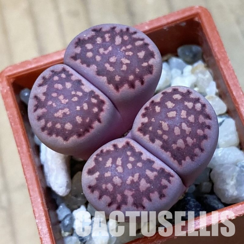 SH34622 Lithops salicola ‘Sato’s Violet’ hybrid
