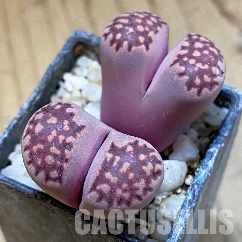 SH34623 Lithops salicola ‘Sato’s Violet’ hybrid