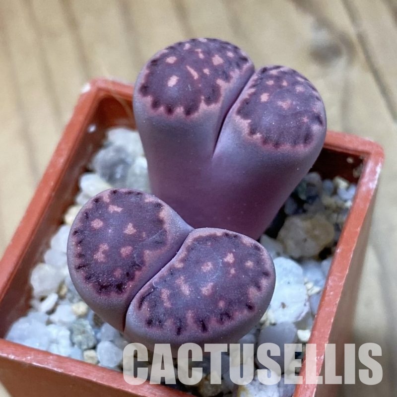 SH34624 Lithops salicola ‘Sato’s Violet’ hybrid