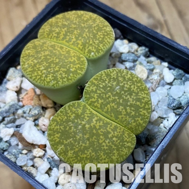 SH34561 Lithops lesliei v. albinica