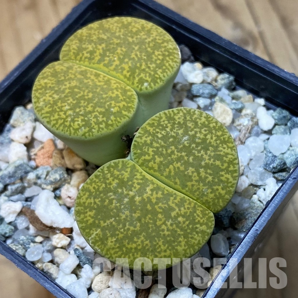 SH34561 Lithops lesliei v. albinica