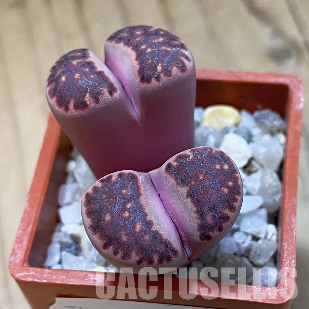 SH34626 Lithops salicola ‘Sato’s Violet’ hybrid