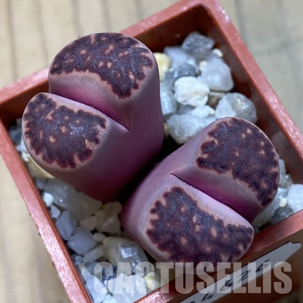 SH34626 Lithops salicola ‘Sato’s Violet’ hybrid - Image 2