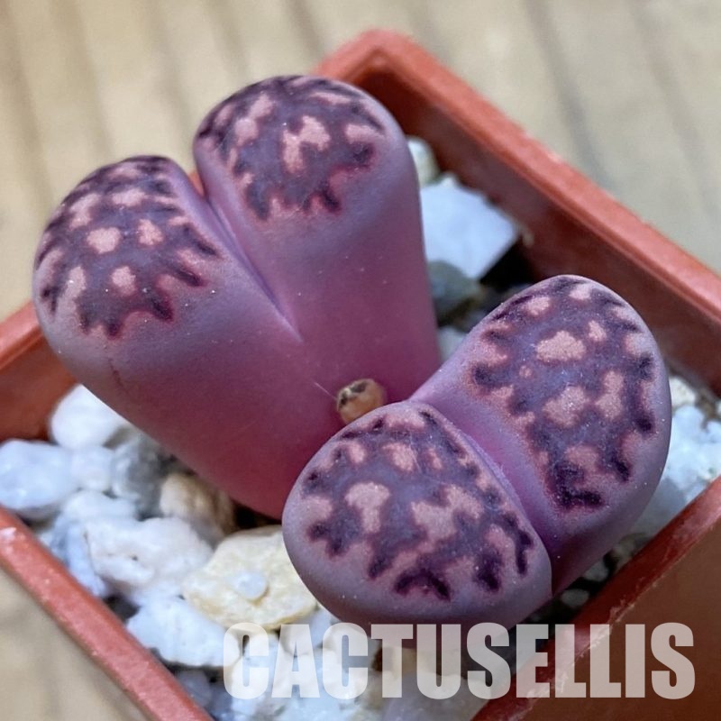 SH34627 Lithops salicola ‘Sato’s Violet’ hybrid