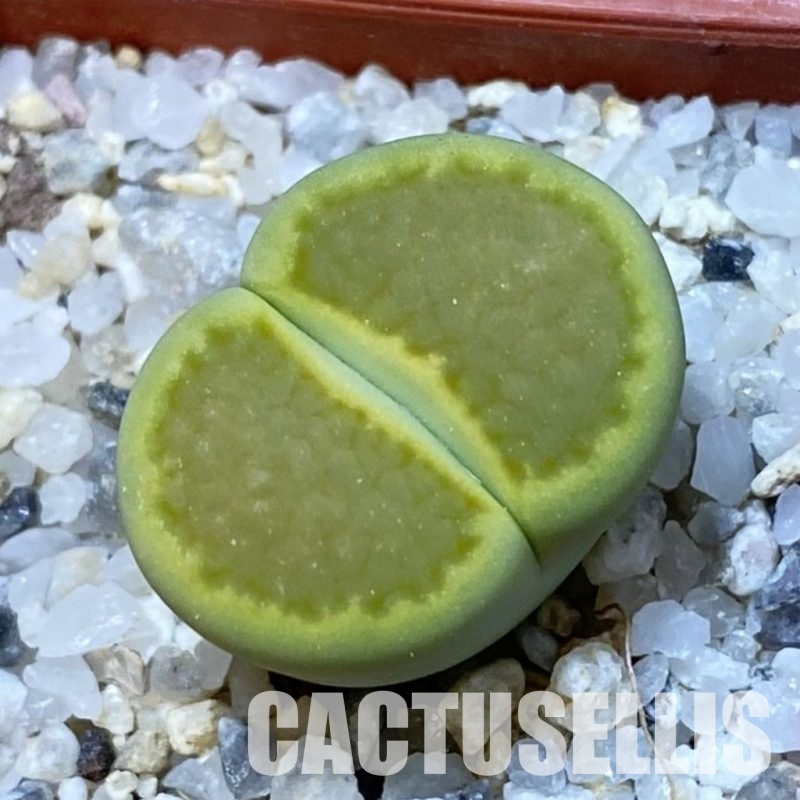 SH34628 Lithops hallii ‘Yellow Biscuit’ select form