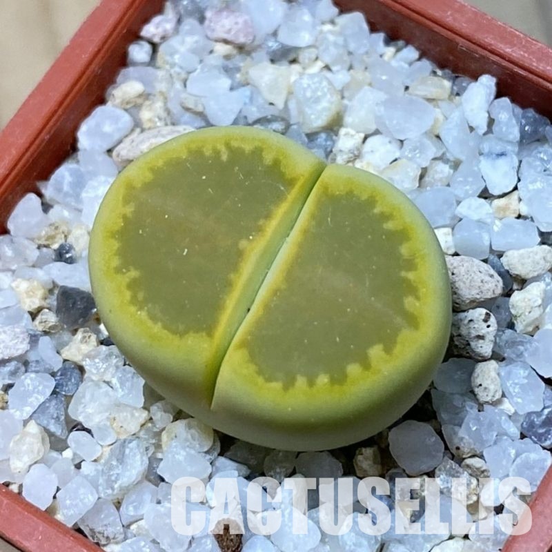 SH34629 Lithops hallii ‘Yellow Biscuit’ select form