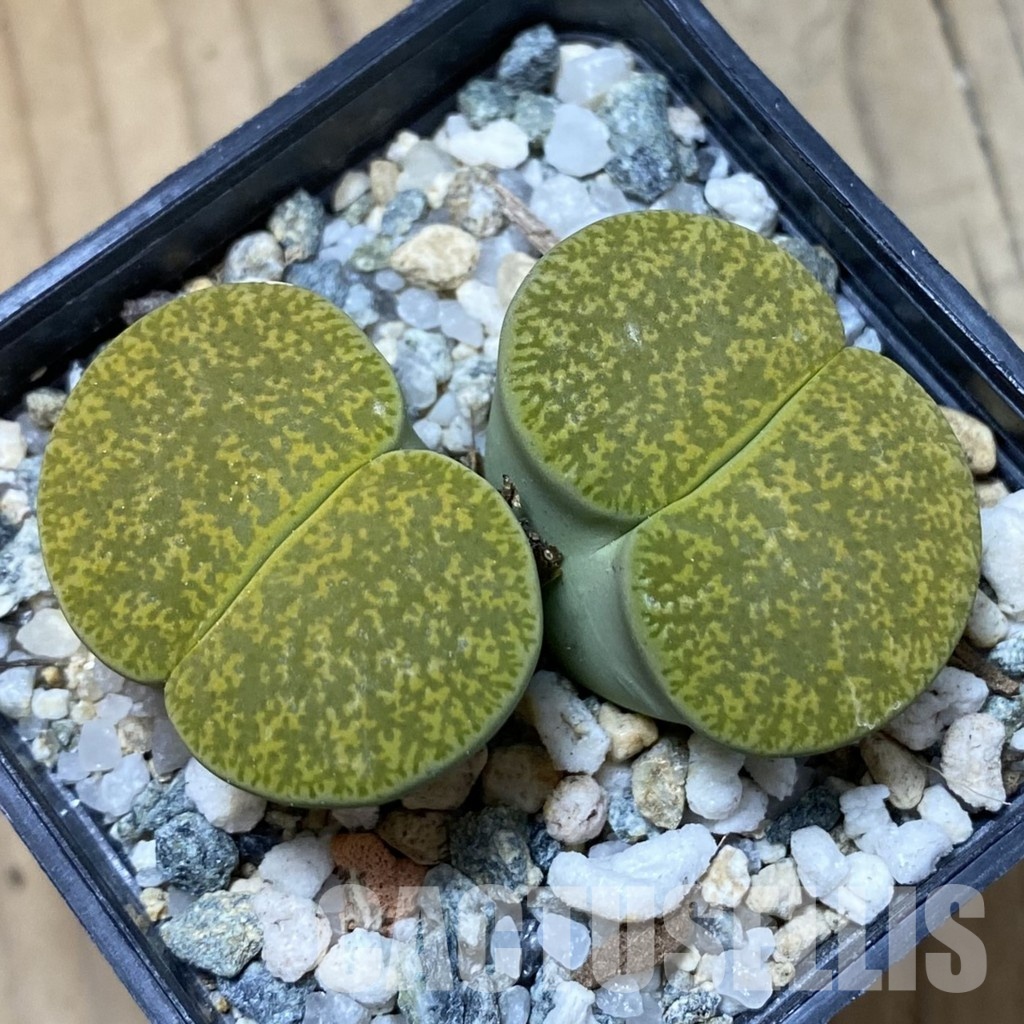 SH34561 Lithops lesliei v. albinica – Image 2