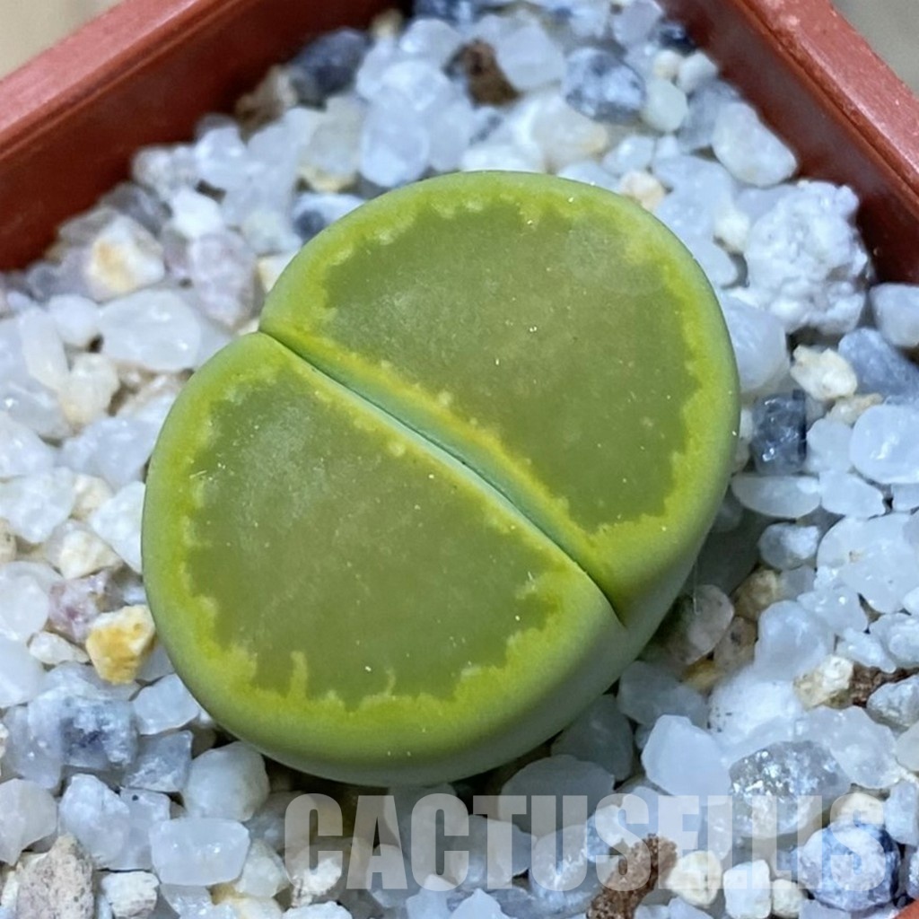 SH34630 Lithops hallii ‘Yellow Biscuit’ select form