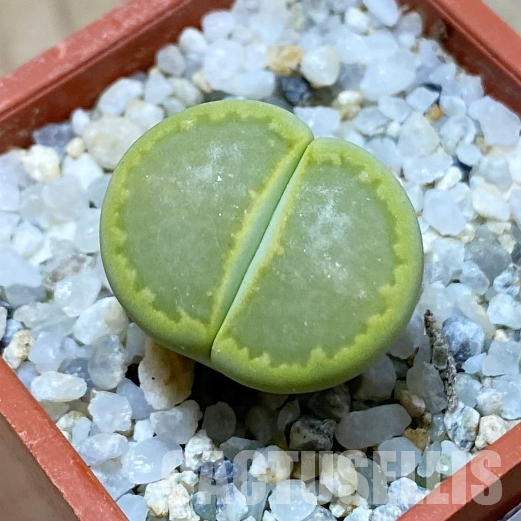 SH34631 Lithops hallii ‘Yellow Biscuit’ select form