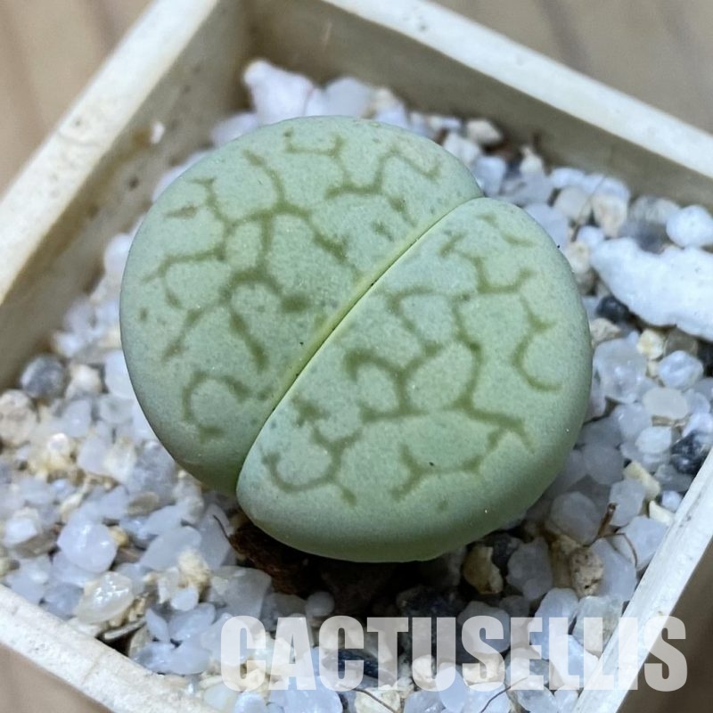 SH34633 Dinteranthus vanzylii 'Emerald'