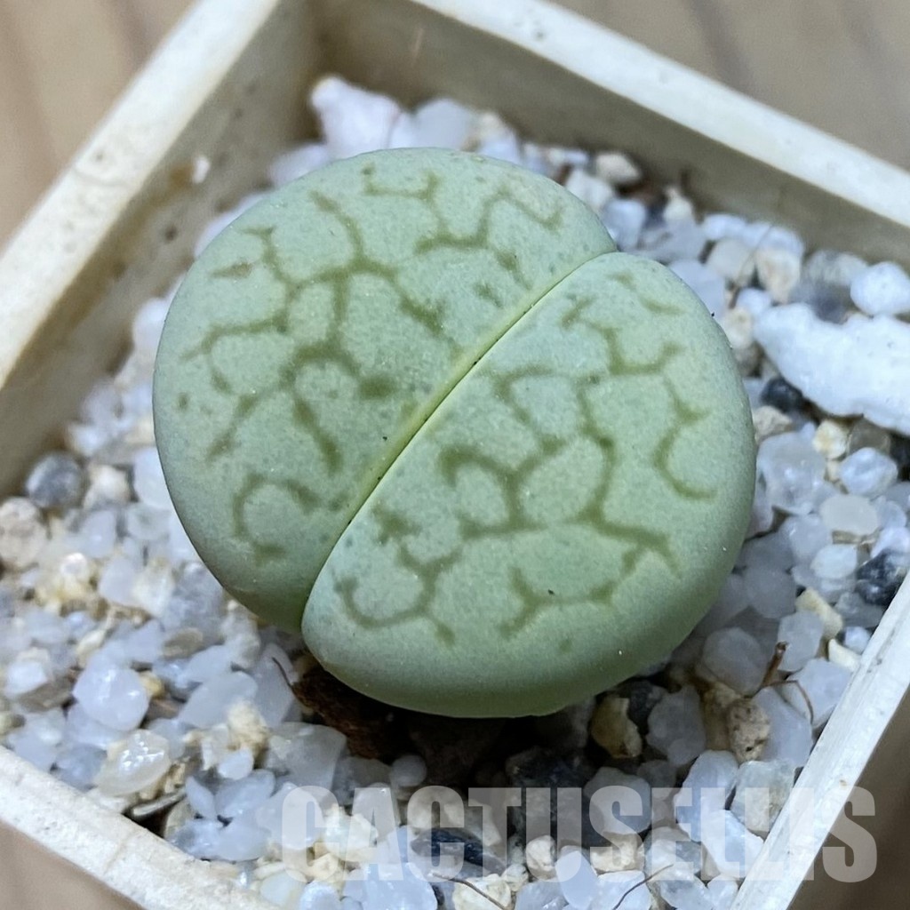 SH34633 Dinteranthus vanzylii 'Emerald'
