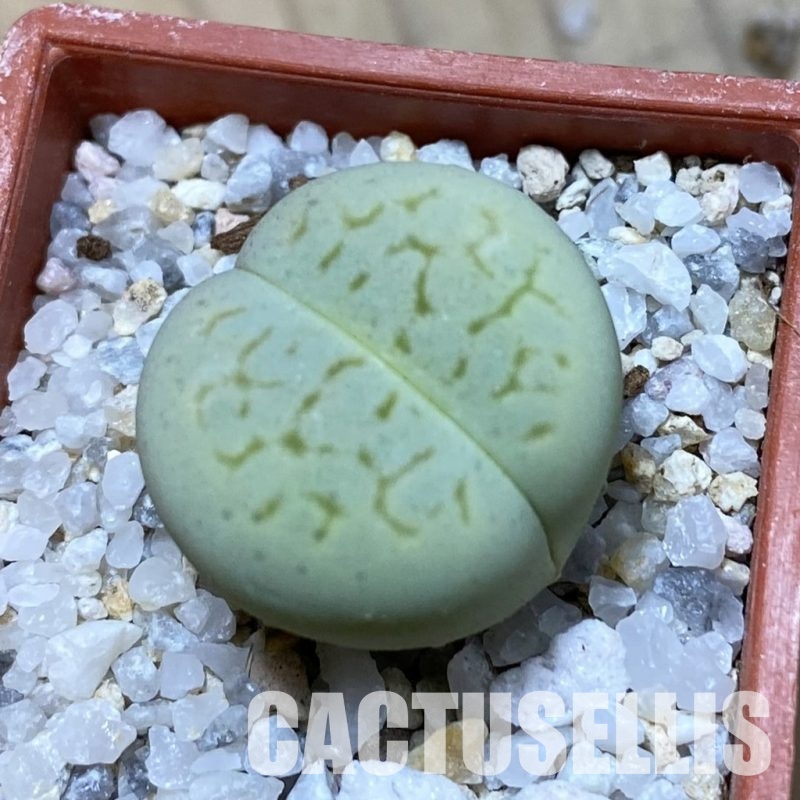 SH34634 Dinteranthus vanzylii 'Emerald'