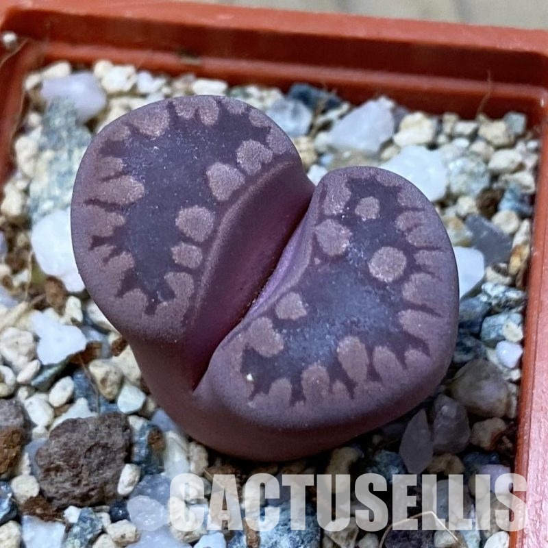SH34635 Lithops otzeniana 'Cesky Granat'