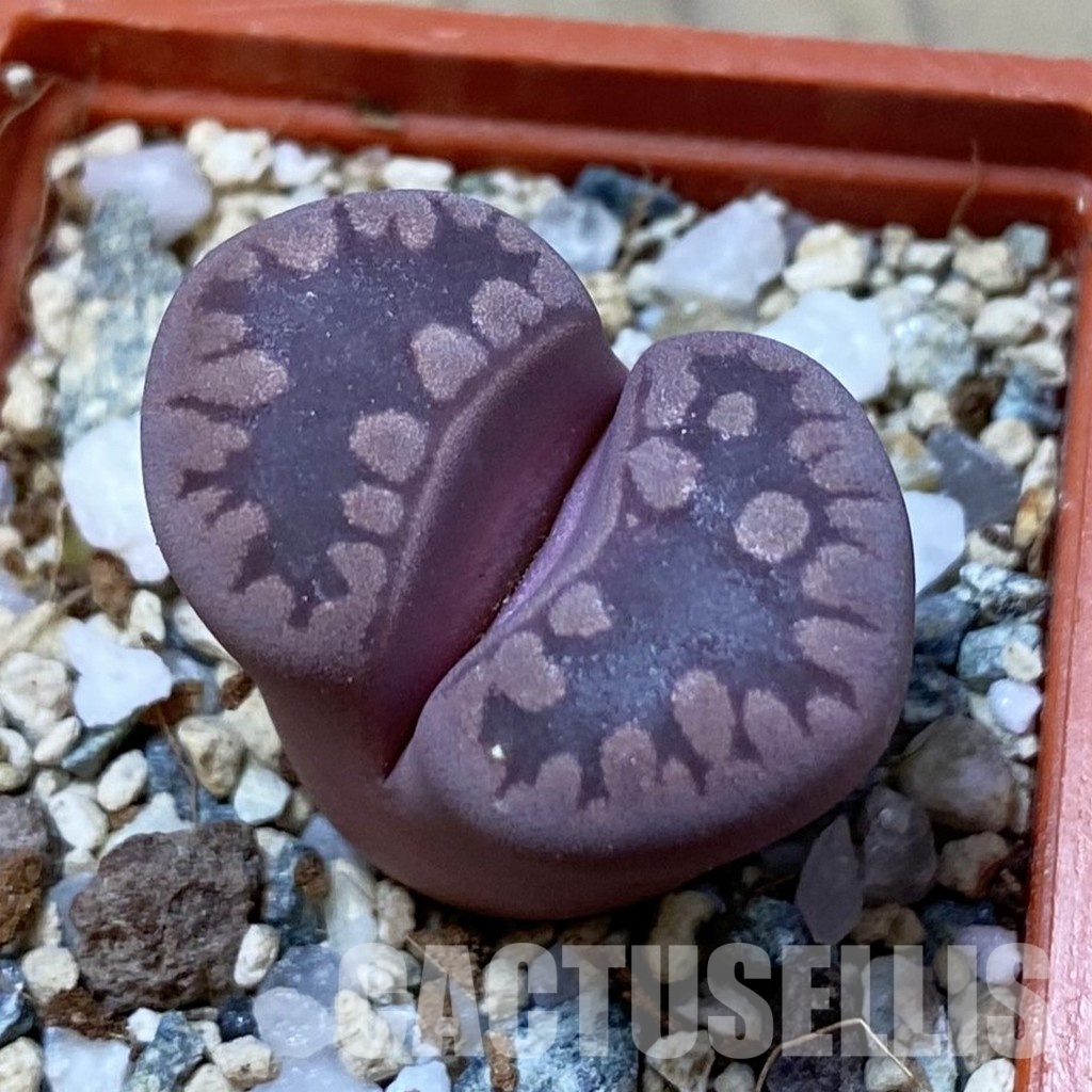 SH34635 Lithops otzeniana 'Cesky Granat'