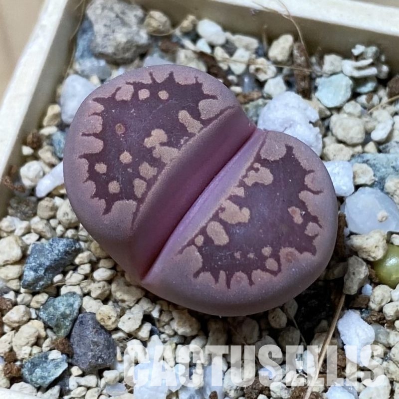 SH34636 Lithops otzeniana 'Cesky Granat'