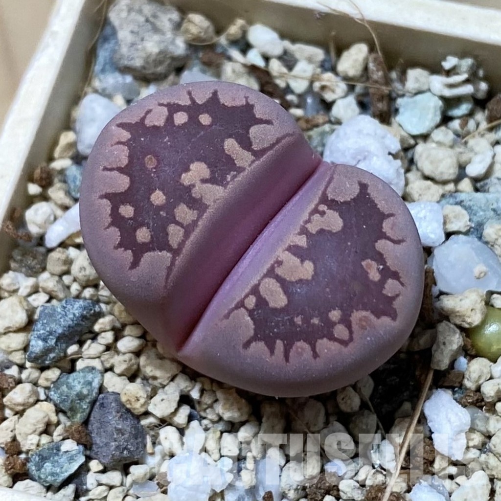 SH34636 Lithops otzeniana 'Cesky Granat'