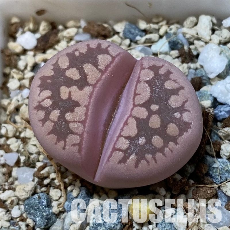 SH34637 Lithops otzeniana 'Cesky Granat'