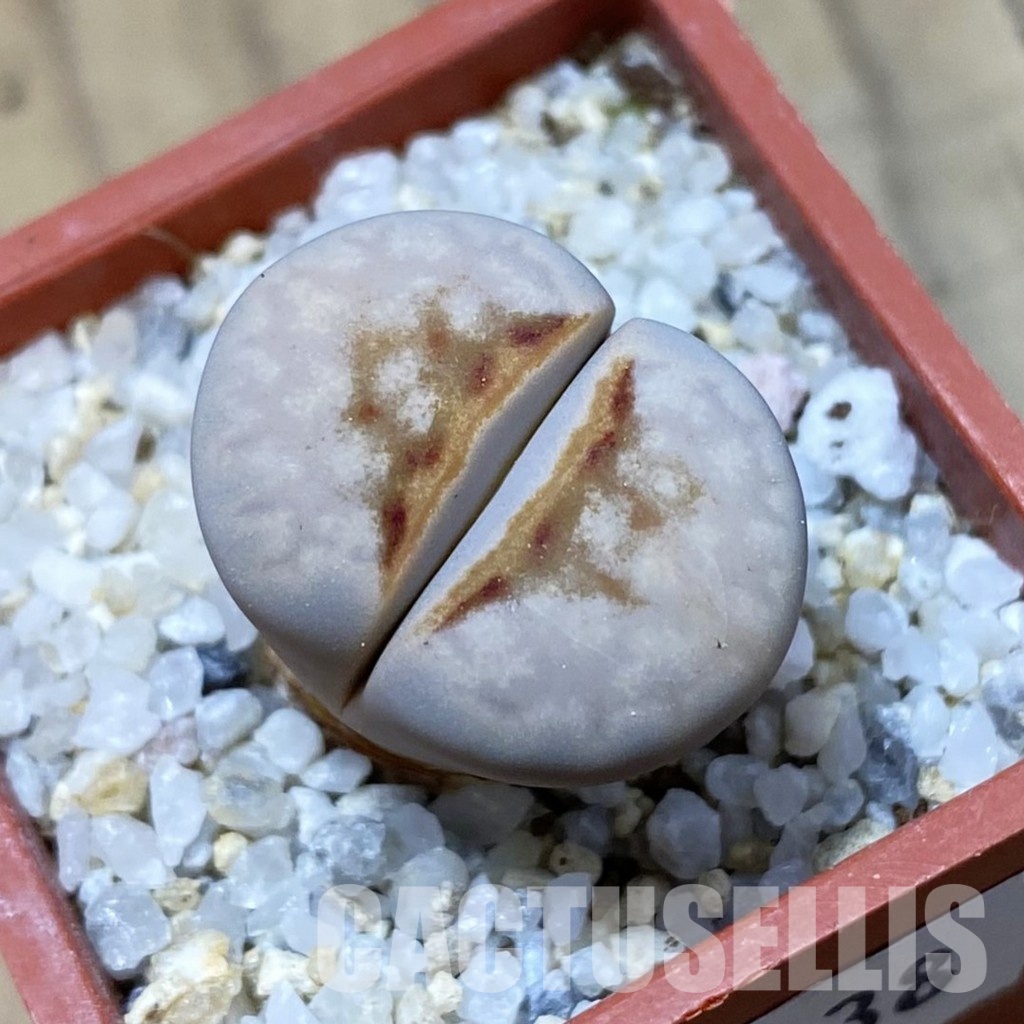 SH34638 Lithops julii 'Hot Lips'